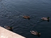 100_0221.JPG